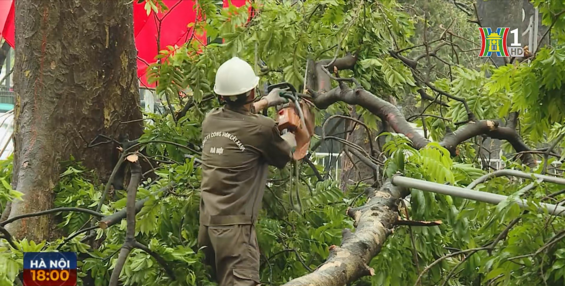 Toàn thành phố nỗ lực cứu cây xanh sau bão.